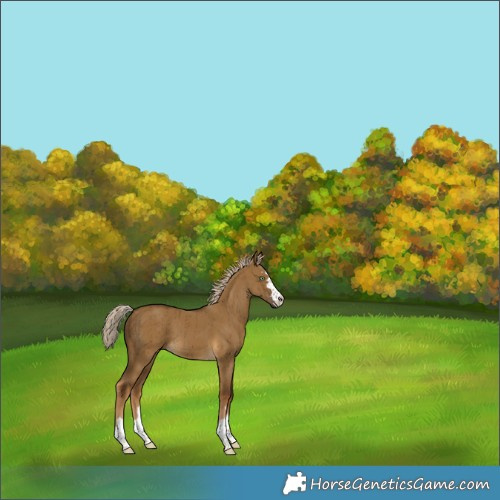 Horse Color:Chocolate Palomino Dun Brindle 