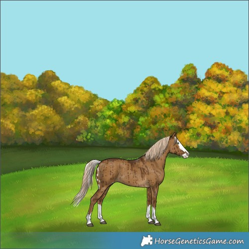 Horse Color:Chocolate Palomino Dun Splash Skewed Appaloosa Brindle