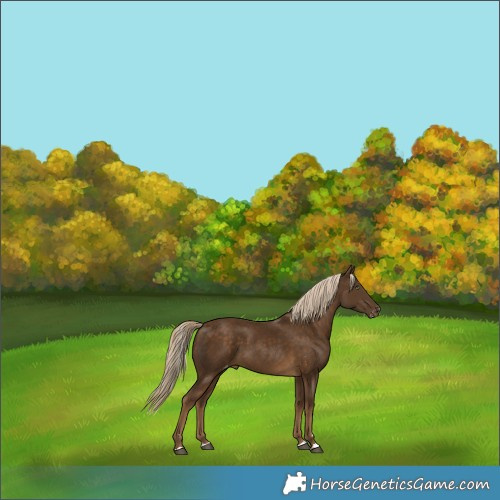 Horse Color:Chocolate Palomino Skewed Appaloosa