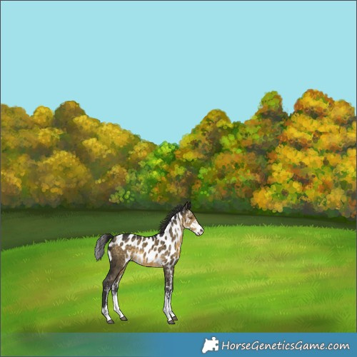 Horse Color:Buckskin Dun Sabino Skewed Appaloosa Brindle 