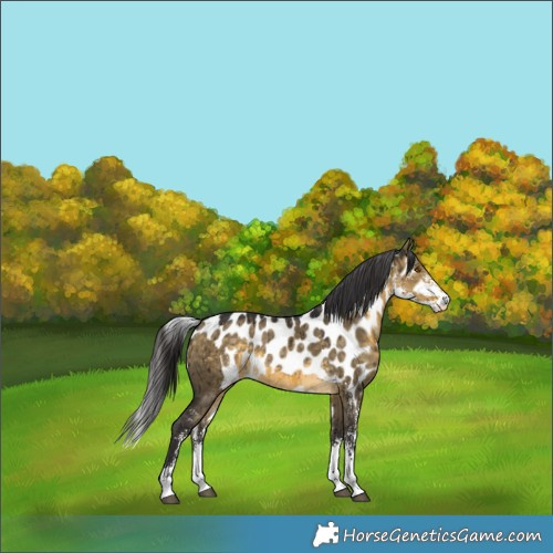 Horse Color:Buckskin Dun Sabino Skewed LP Spotted Brindle