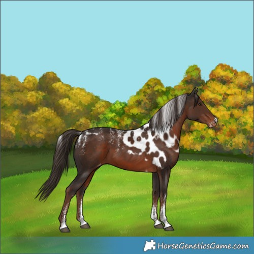 Horse Color:Powder White Liver Chestnut Skewed LP Spotted