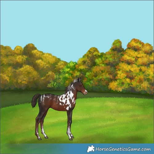 Horse Color:Powder White Liver Chestnut Skewed Appaloosa 