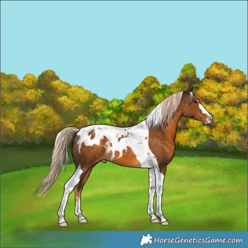 Horse Color:Chocolate Palomino Tobiano Skewed Appaloosa 