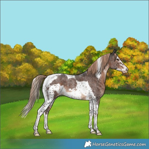 Horse Color:Liver Chestnut Sabino Splash Tobiano Frame Skewed Appaloosa 