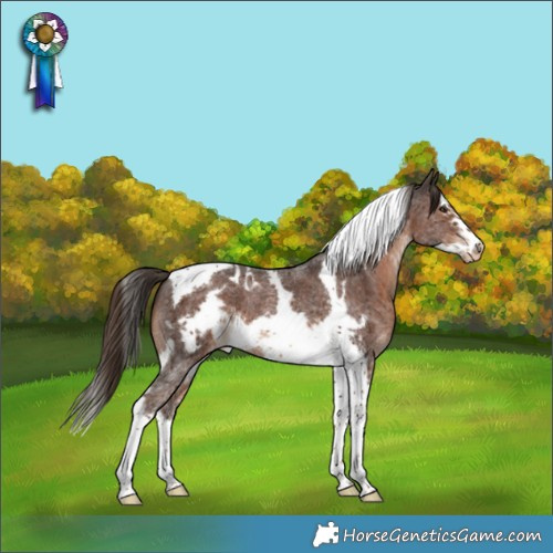 Horse Color:Liver Chestnut Sabino Splash Tobiano Frame Skewed Appaloosa