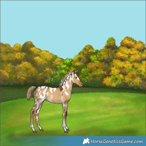 Horse Color:Chocolate Palomino Dun Tobiano Frame Skewed Appaloosa 