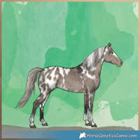 Horse Color:Silver Smoky Grullo Tobiano Frame Skewed LP Spotted