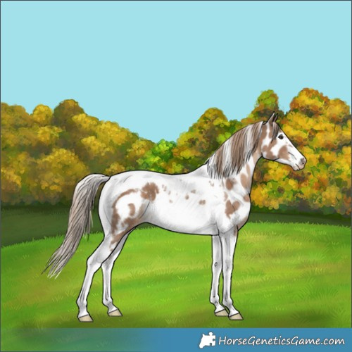 Horse Color:Liver Red Dun Tobiano Frame Skewed Appaloosa 