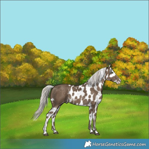 Horse Color:Silver Smoky Black Sabino Splash Skewed Appaloosa 