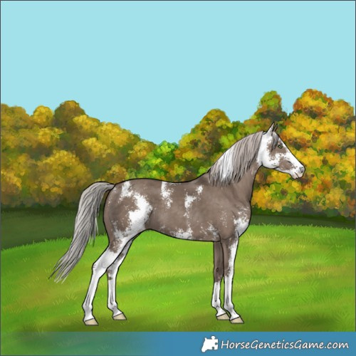 Horse Color:Silver Grullo Sabino