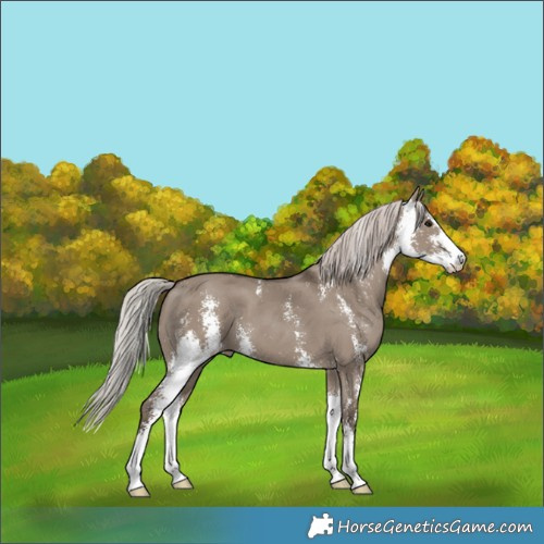 Horse Color:Silver Grullo Sabino Skewed Appaloosa 