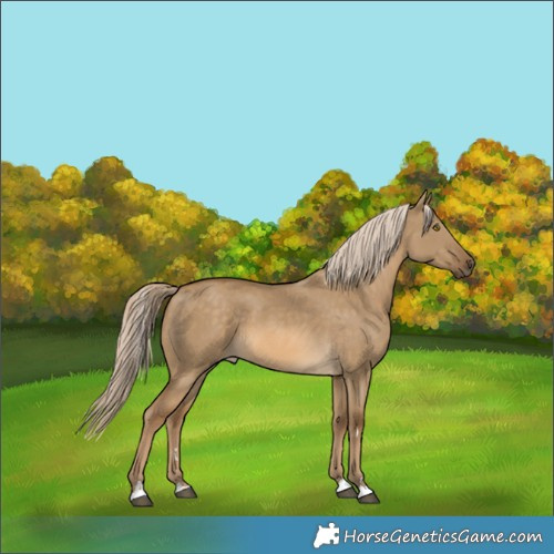 Horse Color:Chocolate Palomino Dun