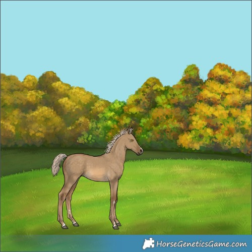 Horse Color:Chocolate Palomino Dun 