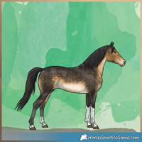 Horse Color:Buckskin Tobiano