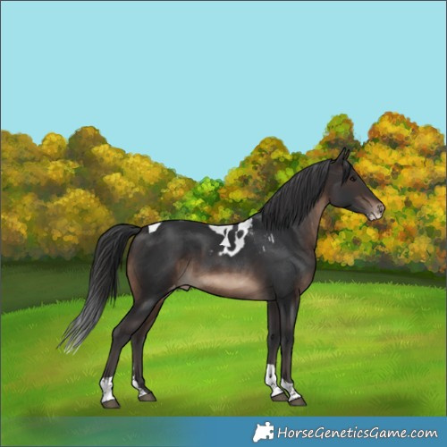 Horse Color:Brown Sabino Tobiano Skewed Appaloosa