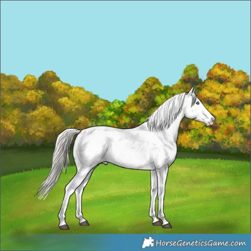 Horse Color:Silver Buckskin Dun Sabino Skewed Appaloosa Brindle 