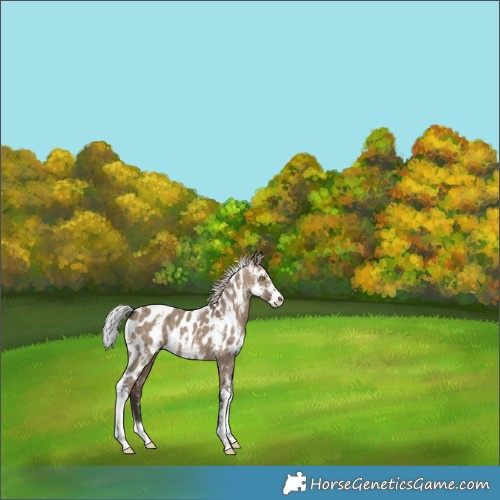Horse Color:Silver Brown Dun Sabino Skewed Appaloosa Brindle 