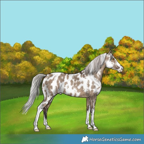Horse Color:Silver Brown Dun Sabino Skewed LP Spotted Brindle