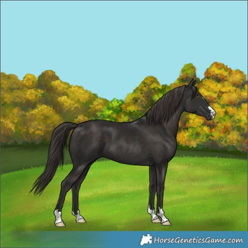 Horse Color:Liver Chestnut 