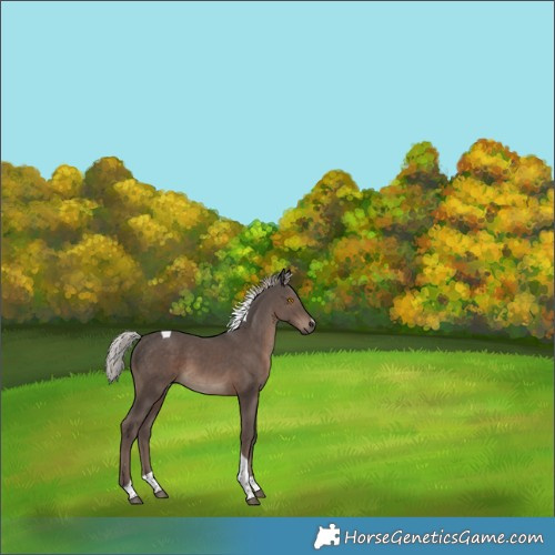 Horse Color:Silver Black Tobiano 