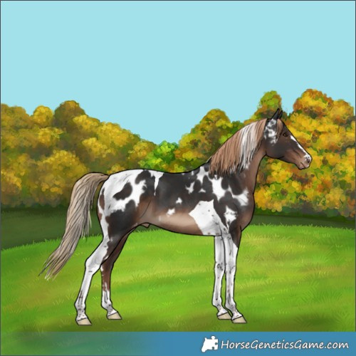 Horse Color:Liver Chestnut Tobiano Skewed LP Spotted