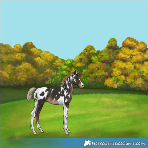 Horse Color:Liver Chestnut Tobiano Skewed Appaloosa 