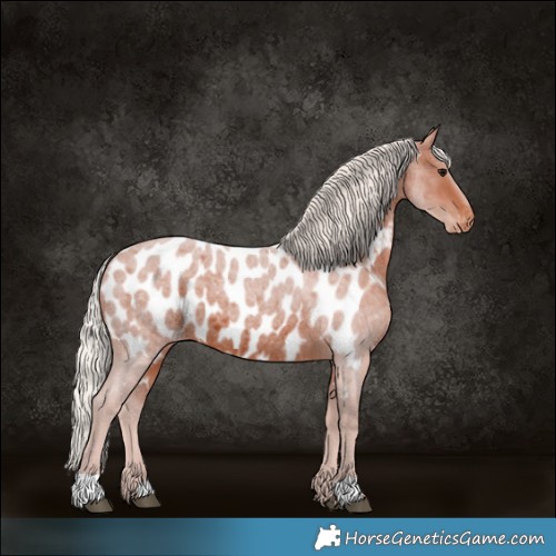 Horse Color:Silver Brown Roan Appaloosa