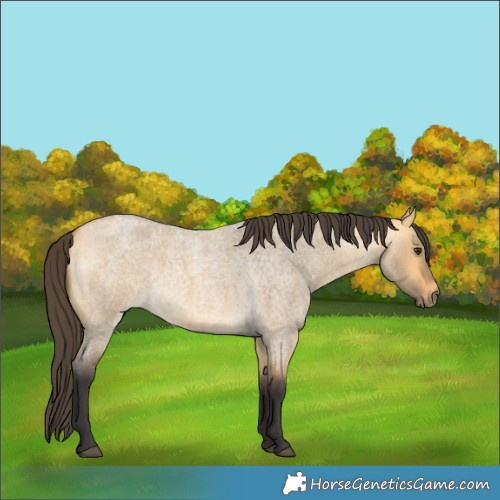 Horse Color:Buckskin Roan Dun