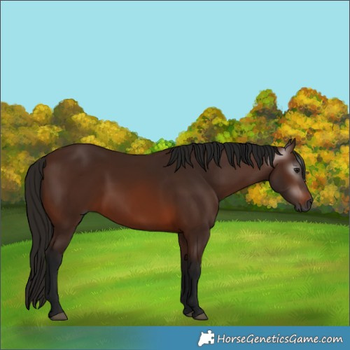 Horse Color:Gray Bay 