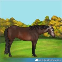 Horse Color:Gray Bay