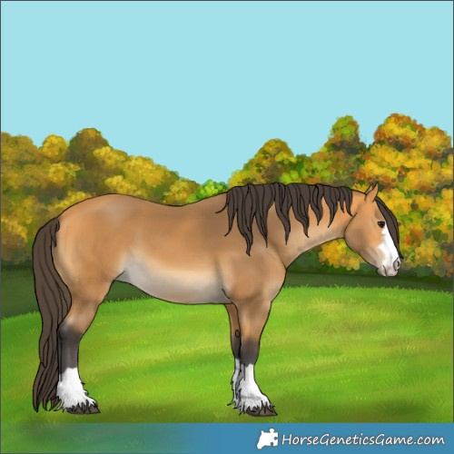 Horse Color:Buckskin