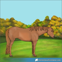Horse Color:Chestnut 