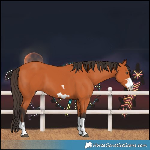 Horse Color:Bay 