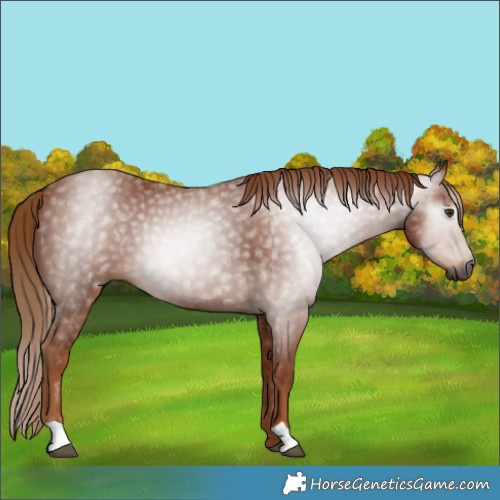 Horse Color:Gray Chestnut