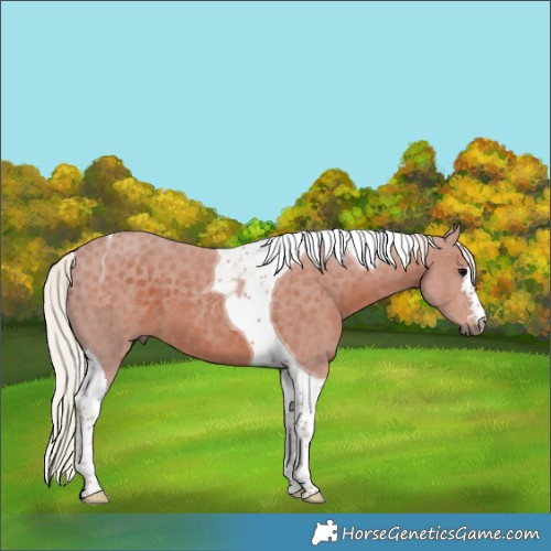 Horse Color:Silver Black Tobiano
