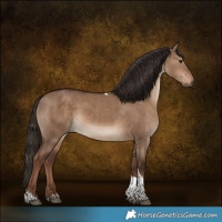 Horse Color:Liver Red Dun Tobiano