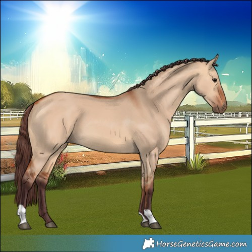 Horse Color:Chocolate Bay Dun