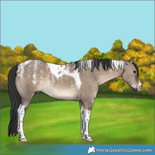 Horse Color:Powder White Brown Dun Tobiano Rabicano 