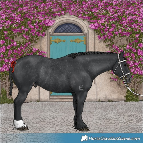 Horse Color:Black Varnish Rabicano 
