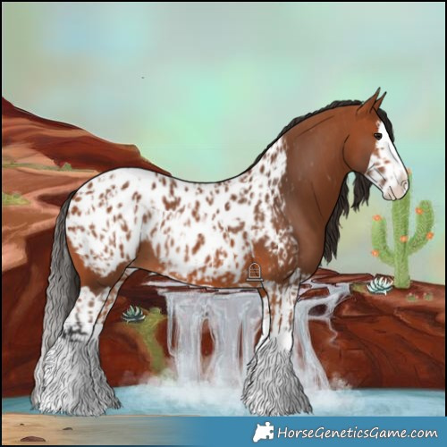Horse Color:Bay Splash Blanket  and Bay Splash Blanket 