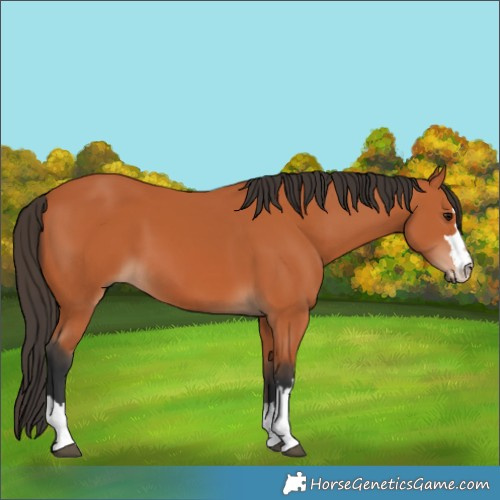 Horse Color:Bay 