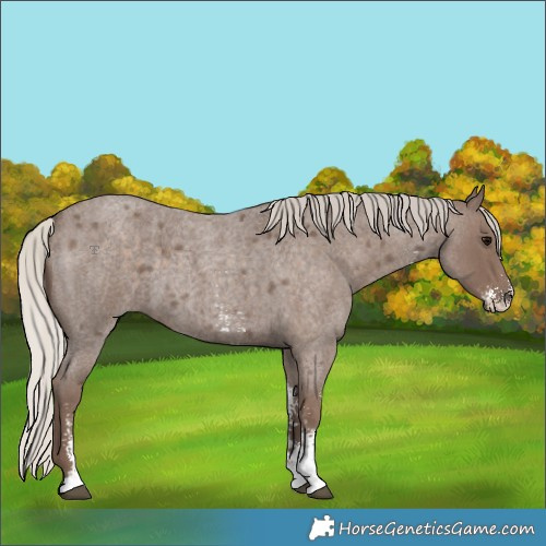 Horse Color:Silver Blue Roan Sabino