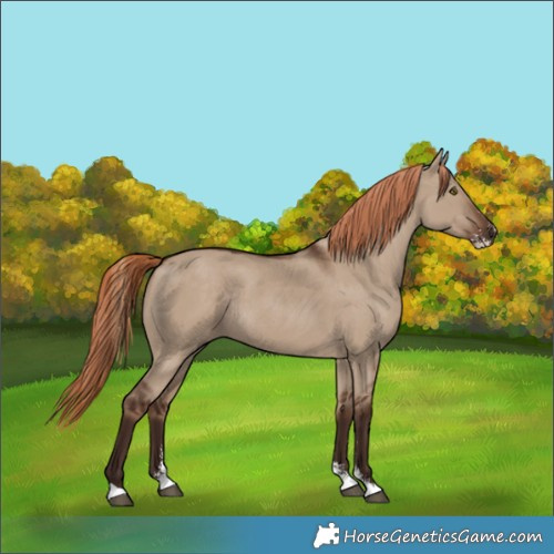 Horse Color:Liver Red Dun Sabino Rabicano 