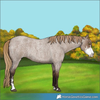 Horse Color:Liver Red Dun Roan Sabino Rabicano 
