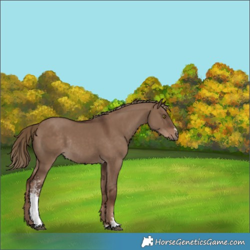 Horse Color:Liver Red Dun Sabino Rabicano 