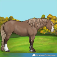 Horse Color:Liver Red Dun Sabino Rabicano 