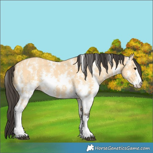 Horse Color:Buckskin Sabino 