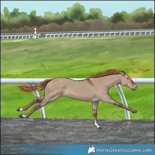 Horse Color:Liver Red Dun Sabino Rabicano 