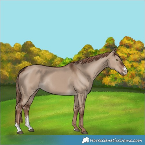 Horse Color:Liver Red Dun Sabino Rabicano